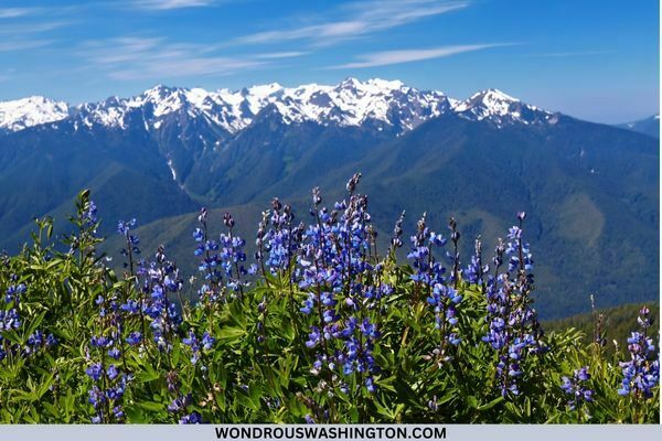 hurricane ridge