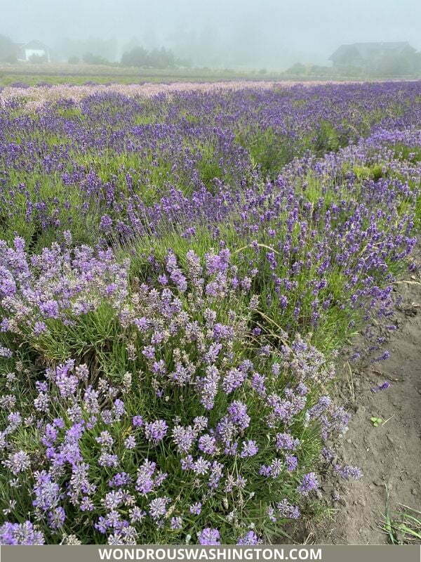 lavendar farms washington state
