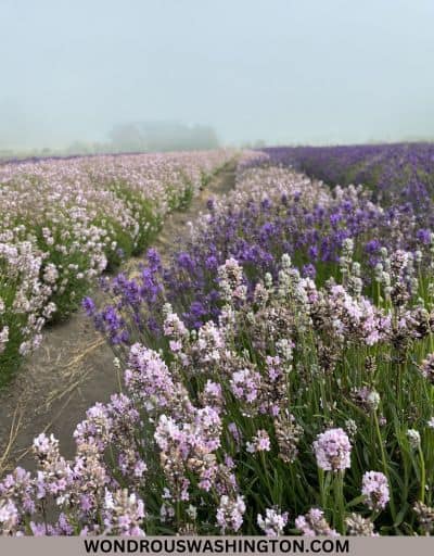 western sun lavender farm coupeville washington