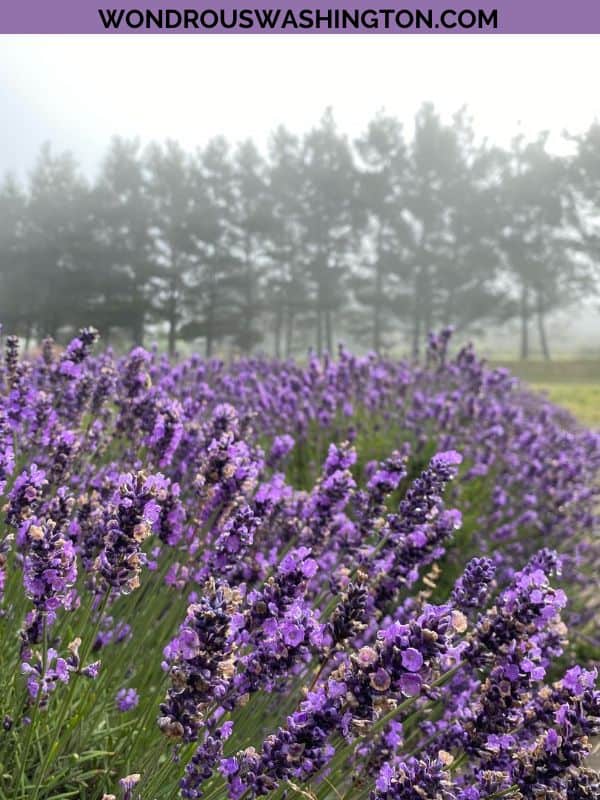 lavender farms in washington state