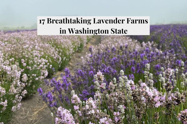 lavender fields in washington state