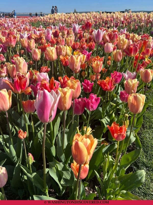 skagit valley tulip festival roozengaarde