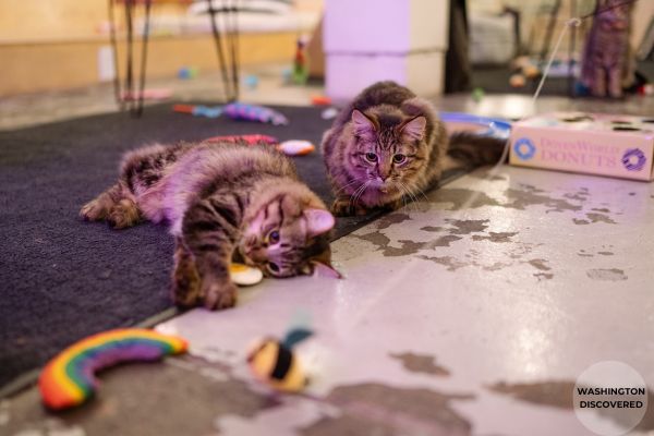 unique things to do in seattle cat cafe